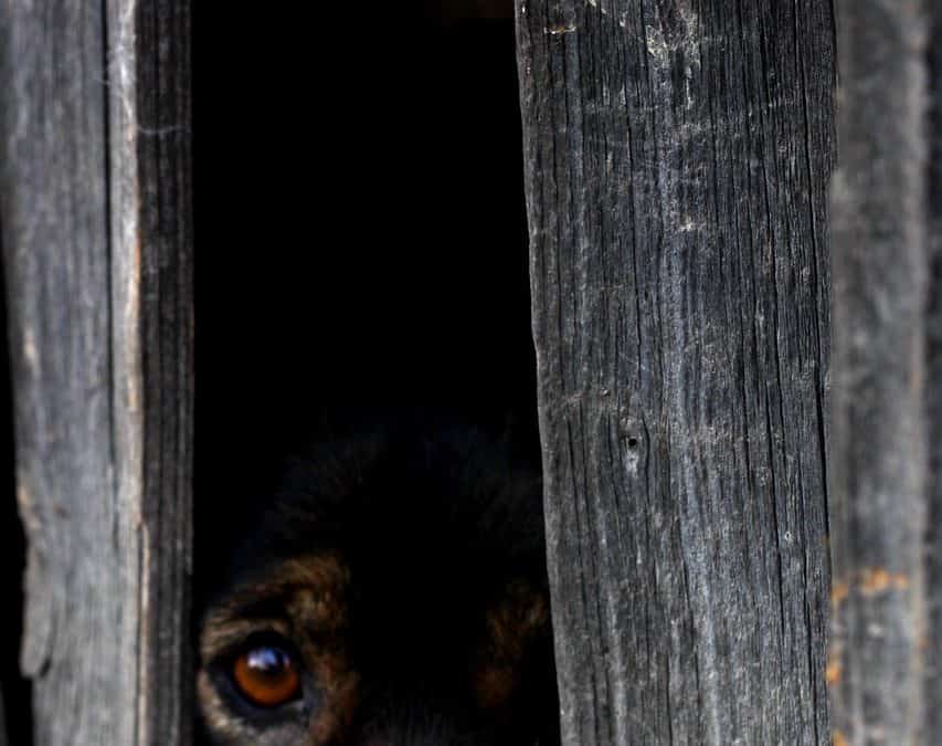 the-hardest-animal-to-train-the-animal-behavior-center