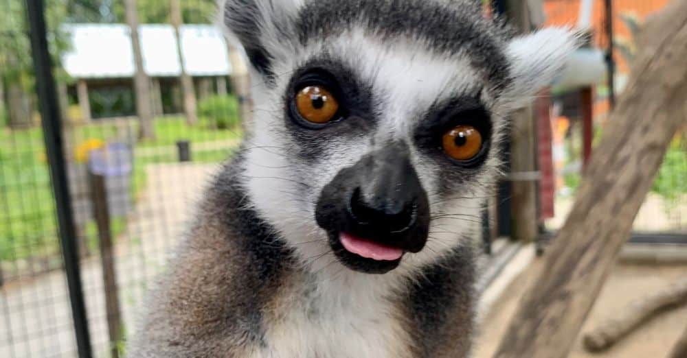 lemur.